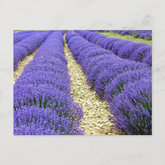 View of lavender fields in the Drôme provencale シーズンポストカード (正面)