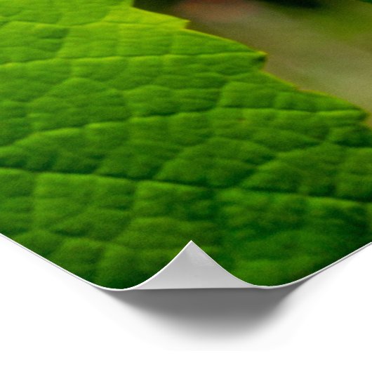 Vigne Isabelle ポスター (角)