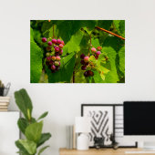 Vigne Isabelle ポスター (ホームオフィス)