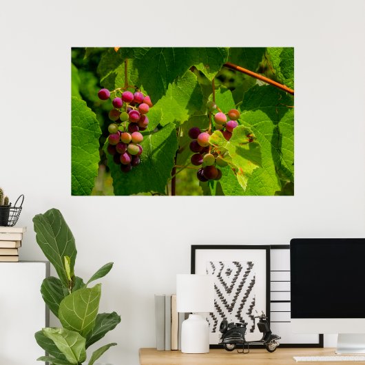 Vigne Isabelle ポスター (ホームオフィス)