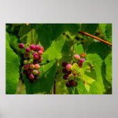 Vigne Isabelle ポスター (正面)