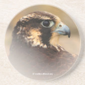 Vignettedプロフィールのペレグリン《鳥》ハヤブサ コースター (正面)