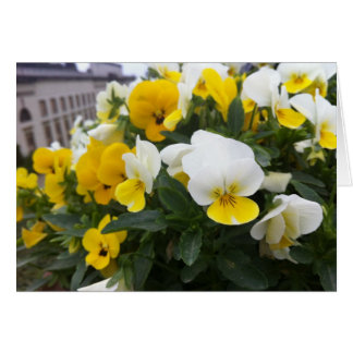 Villa di Poggioの庭のビオラCaiano