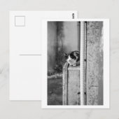 Village Cat ポストカード (正面/裏面)