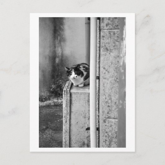 Village Cat ポストカード (正面)