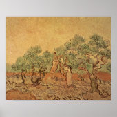 Vincent van Gogh | The Olive Grove, 1889 ポスター (正面)