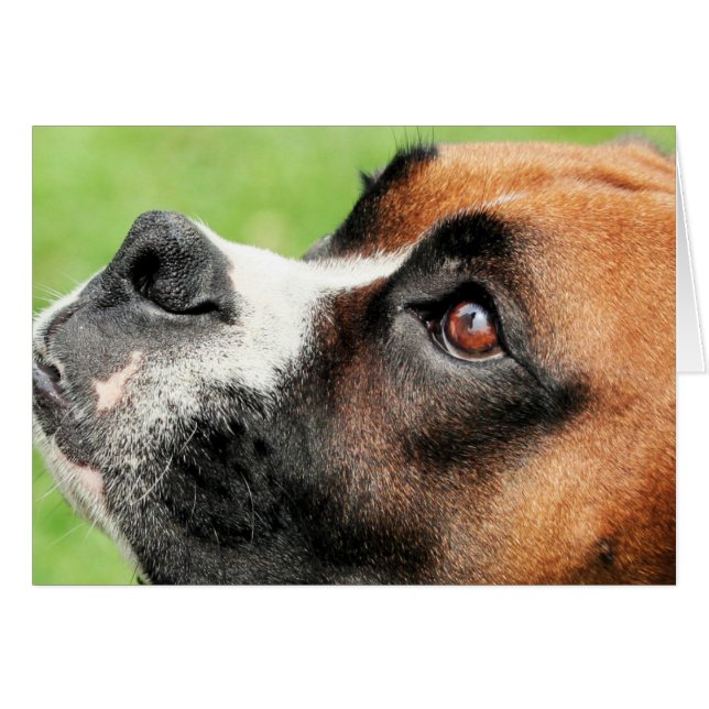 Vindyおよび子犬-写真04 (正面横)