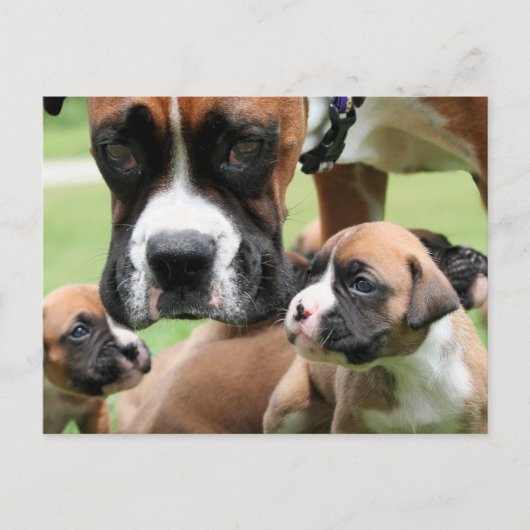 Vindy and Pups – 写真09 ポストカード (正面)