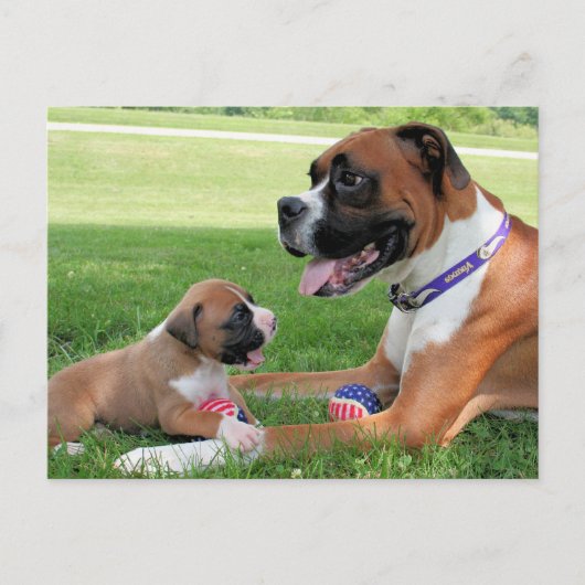 Vindy and Pups – 写真95 ポストカード (正面)