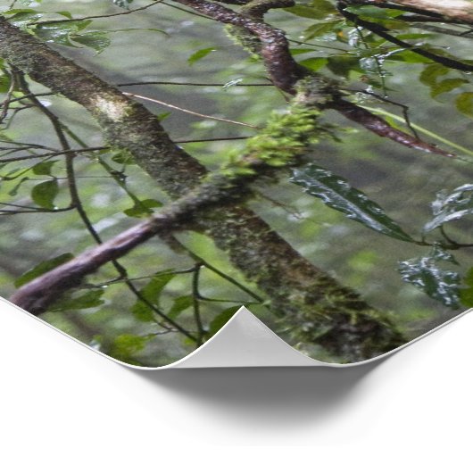 vine and branches twisted in rainforest ポスター (角)