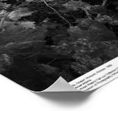 Vineyard and Hills, Draper Vineyard, 1966 ポスター (角)