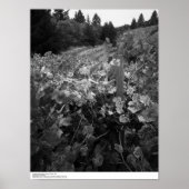 Vineyard and Hills, Draper Vineyard, 1966 ポスター (正面)