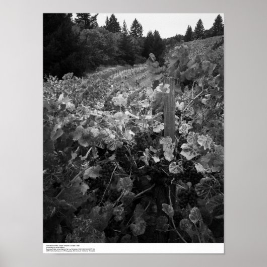 Vineyard and Hills, Draper Vineyard, 1966 ポスター (正面)