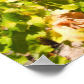 Vineyard, Cape Town, Western Cape，南アフリカ ポスター (角)