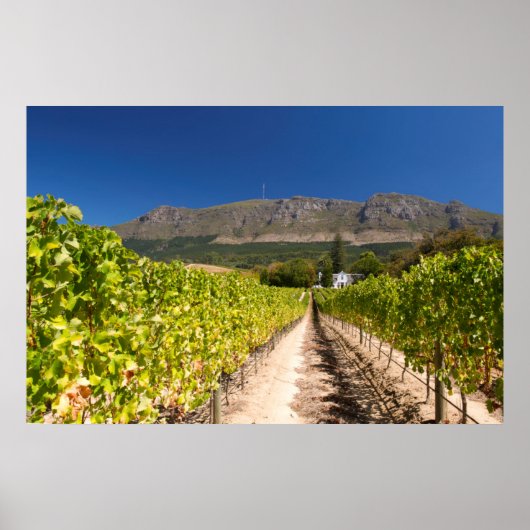 Vineyard, Cape Town, Western Cape，南アフリカ ポスター (正面)
