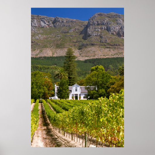Vineyard, Cape Town, Western Cape, South Africa 2 ポスター (正面)
