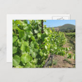 Vineyard in Buellton California Postcard ポストカード (正面/裏面)