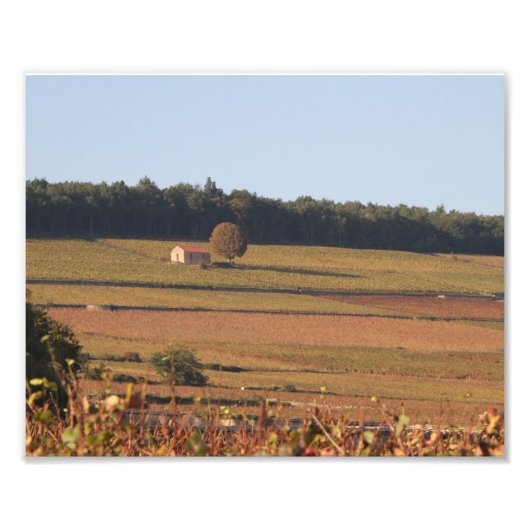 Vineyard in France，写真，ボーヌ近郊 フォトプリント (正面)