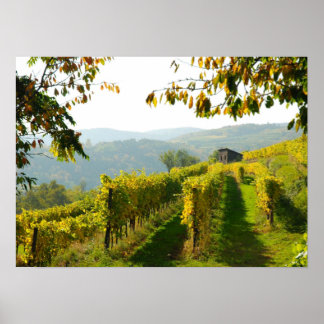 Vineyard near Krems ポスター