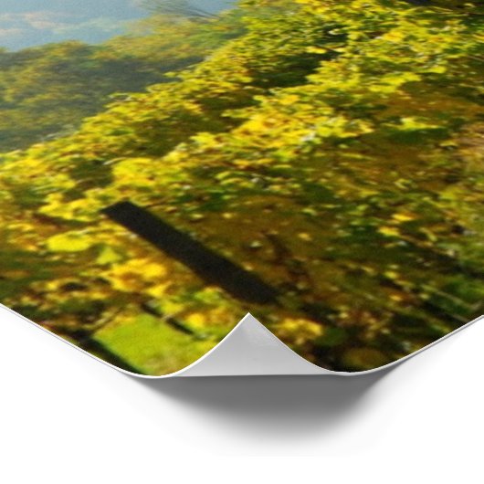 Vineyard near Krems ポスター (角)