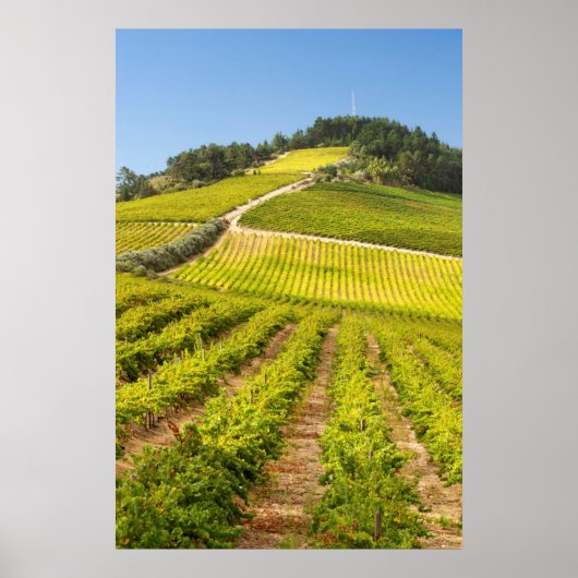 Vineyard, Stellenbosch, Western Cape ポスター (正面)