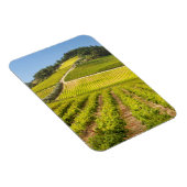 Vineyard, Stellenbosch, Western Cape マグネット (右側)