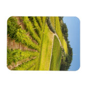 Vineyard, Stellenbosch, Western Cape マグネット (横)