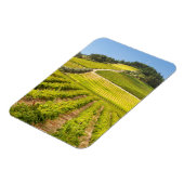 Vineyard, Stellenbosch, Western Cape マグネット (左側)