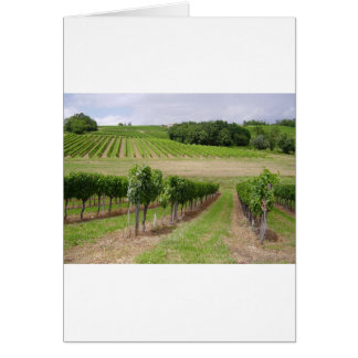 Vineyard - Vignoble (Bordeaux - France) 03