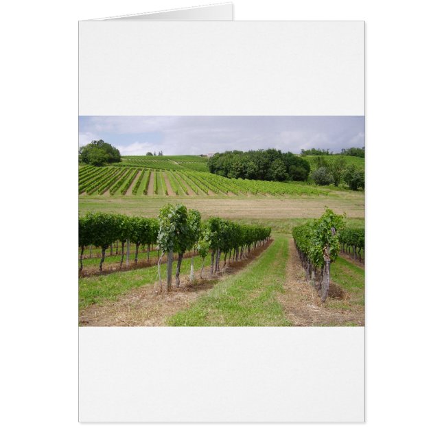 Vineyard - Vignoble (Bordeaux - France) 03 (正面)