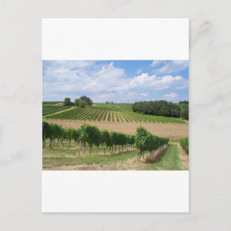 Vineyard - Vignoble (Bordeaux - France) 04 ポストカード
