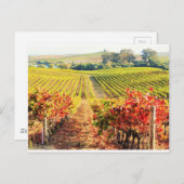 VINEYARDS.JPG ポストカード (正面/裏面)