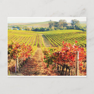 VINEYARDS.JPG ポストカード