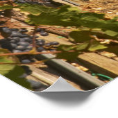 Vineyards, petit verdot vines and the winery in ポスター (角)