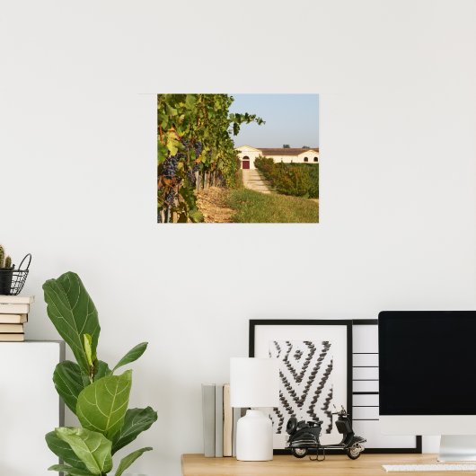 Vineyards, petit verdot vines and the winery in ポスター (ホームオフィス)