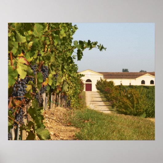 Vineyards, petit verdot vines and the winery in ポスター (正面)