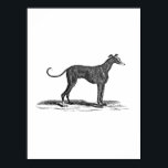 Vintage 1800s Greyhound Dog Illustration - Dogs ポスター<br><div class="desc">Posters - Customized Poster Template Blank Personalize with your own name, pattern, design, quote, monogram, photograph. Use our cool templates, artwork, photos, graphics, and illustrations, then add names, text, quotes, and monograms to create your own poster. Click the "Customize it!" button to make it personalized or monogrammed. These customizable posters...</div>
