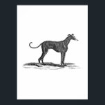 Vintage 1800s Greyhound Dog Illustration - Dogs ポスター<br><div class="desc">Posters - Customized Poster Template Blank Personalize with your own name, pattern, design, quote, monogram, photograph. Use our cool templates, artwork, photos, graphics, and illustrations, then add names, text, quotes, and monograms to create your own poster. Click the "Customize it!" button to make it personalized or monogrammed. These customizable posters...</div>