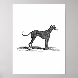 Vintage 1800s Greyhound Dog Illustration - Dogs ポスター