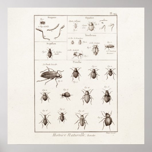 Vintage 1800s Insects Bug Beetles Illustration ポスター (正面)