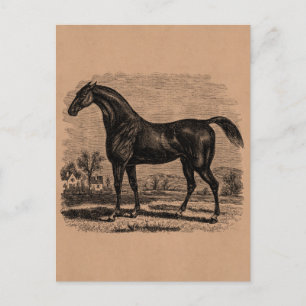 Vintage 1800s Race Horse Retro Thoroughbred Horses ポストカード