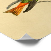 Vintage 1830 Hummingbird Print Red Blue ポスター (角)