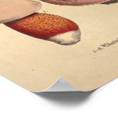 Vintage 1831 Mushroom Variety Red Blue Print ポスター (角)