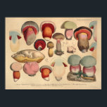 Vintage 1831 Mushroom Variety Red Blue Print ポスター<br><div class="desc">Vintage 1831 German botanical illustrations of a variety of edible,  harmful and suspicious mushrooms and sponges (Pilze und Schwämme). Boletus sanguineus.
View more mushroom prints under our: Flowers and Plants section.</div>