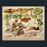 Vintage 1831 Mushroom Variety Yellow Green Print ポスター<br><div class="desc">Vintage 1831 German botanical illustrations of a variety of edible,  harmful and suspicious mushrooms and sponges (Pilze und Schwämme). Boletus redicans.
View more mushroom prints under our: Flowers and Plants section.</div>