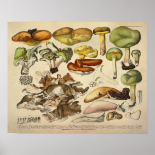 Vintage 1831 Mushroom Variety Yellow Green Print ポスター