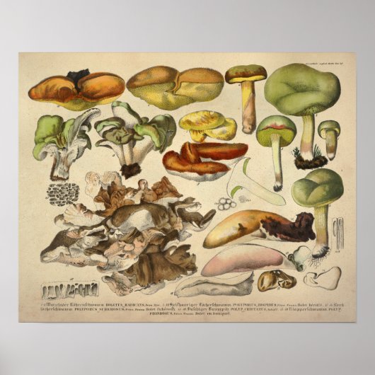 Vintage 1831 Mushroom Variety Yellow Green Print ポスター (正面)
