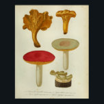 Vintage 1841 Red Yellow Brown Mushrooms Art Print ポスター<br><div class="desc">Vintage 1841 botanical illustration of mushrooms. Brown,  red and yellow.</div>