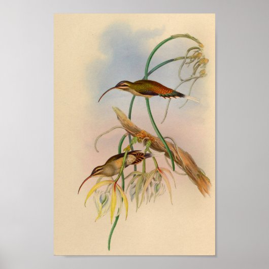 Vintage 1861 Hummingbird Print Flowers ポスター (正面)