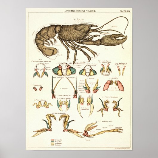 Vintage 1881 Lobster Biology Anatomy Print ポスター (正面)